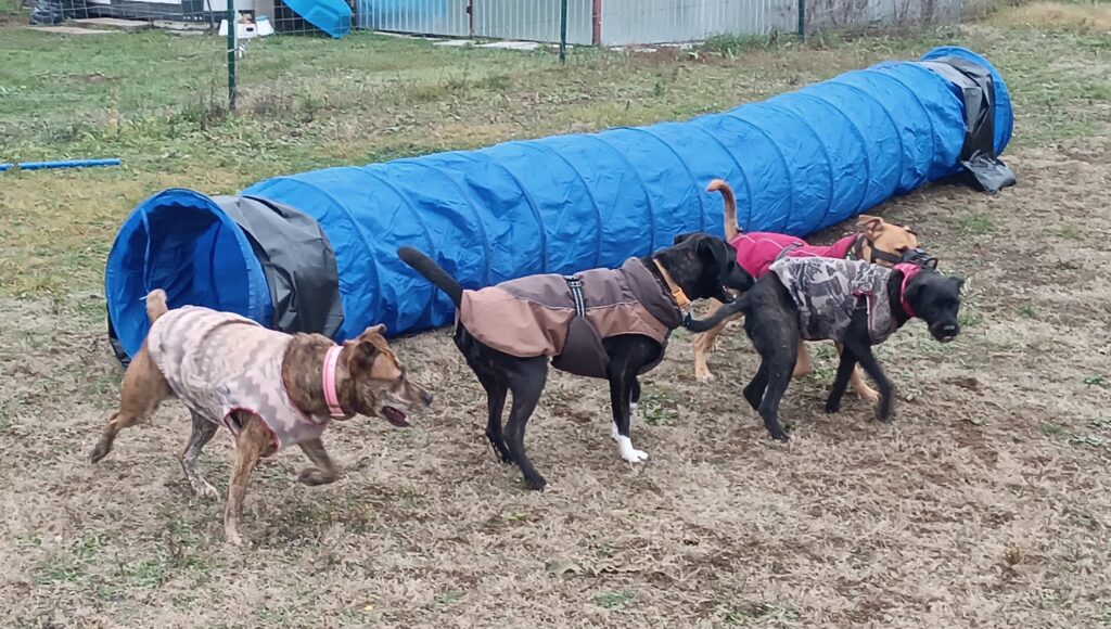 Kabátos kutyák a napközi udvarán, kék agility alagút mellett